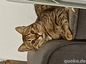 Cony unser Charmeur sucht passende Familie