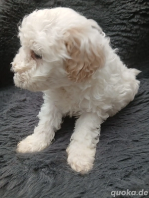 Super schöne Maltipoo Welpen MIschlinge