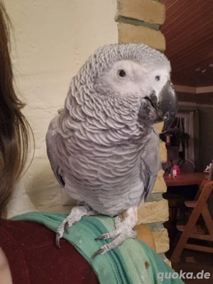 SUCHE Graupapagei um die 30 Jahre alt
