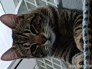 Tigerchen Tomica sucht sein Kuschelkörbchen 