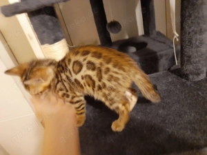 Kätzchen Kitten Bengal ab sofort abholbereit
