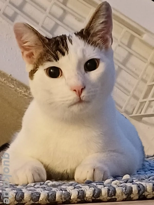 Glückspilz Toy in sein neues Leben abzugeben