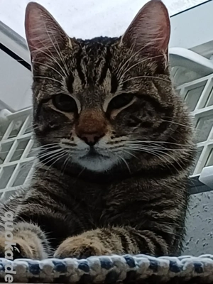 Tigerchen Tomica sucht sein Kuschelkörbchen 