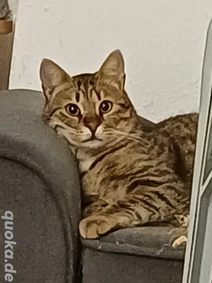 Cony unser Charmeur sucht passende Familie