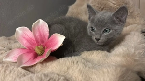 Russisch blau-Kitten of Kinzig Gipsy mit Stammbaum geboren am 12.10.2025