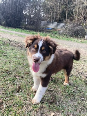 Mini Australian Shepherd Junghunde suchen ein neues Zuhause