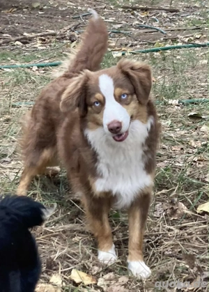 Mini Australian Shepherd Junghunde Rüden