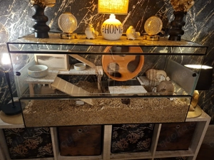 Dsungarischer Zwerghamster Männchen