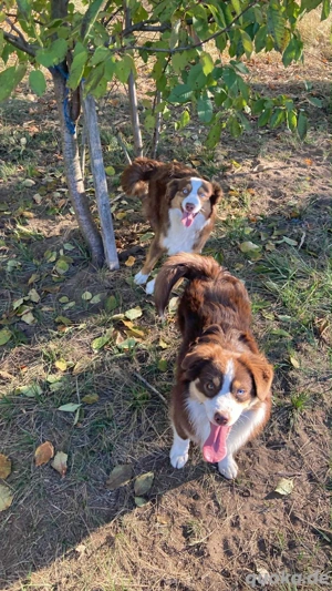 Mini Australian Shepherd Junghunde Rüden
