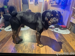 Deckrüde Retro Mops 