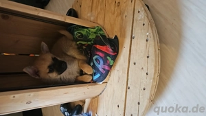 Pormeranian Mischling