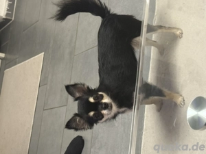 Ganz liebe Chihuahua sucht neues zuhause