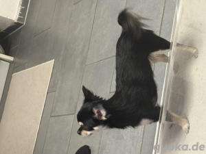 Ganz liebe Chihuahua sucht neues zuhause Bild 2