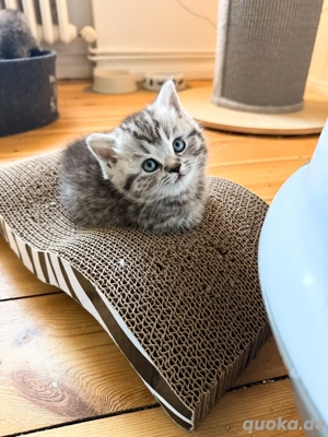 Reinrassige Britisch Kurzhaar Kitten - abzugeben ab dem 7.Februar