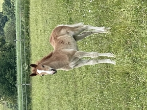 Edelbluthaflinger Haflinger Hengstfohlen  Bild 4