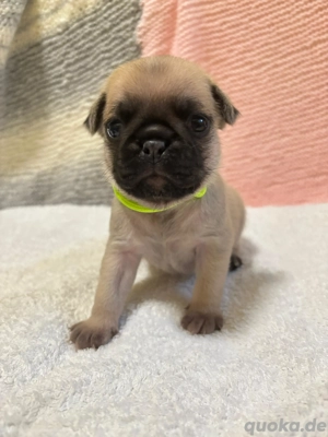 Zuckersüße frei atmende Mopswelpen nach RetroArt, sportlich, schlank, gesund