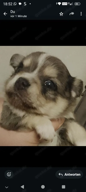 Chihuahua Mischlinge 