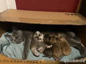 Süsse reinrassige BKH Kitten suchen liebevolles Zu Hause 