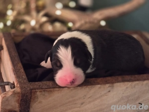 Australian Shepherd Welpen suchen liebes Zuhause 