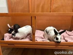 Kaninchen 5 Monate abzugeben