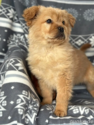 Chow Chow Mix Lumy sucht sein für immer Zuhause 