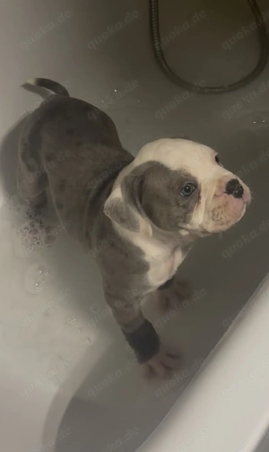 Old english Bulldog Welpen