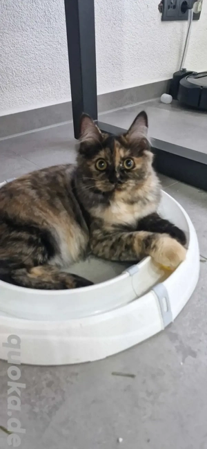 Kitten in besonder Farbe Katzenbaby Katze Kurilian Bobtail mit Stammbaum 