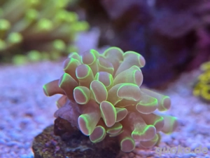Euphyllia Paraancora Hologram