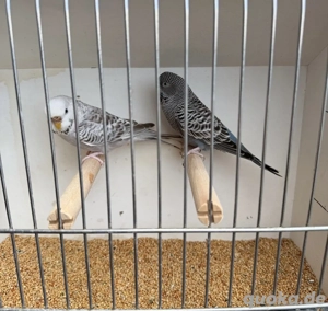 Wellensittichpaar in Blackface