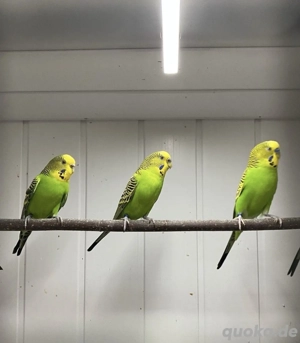 Rein Wildfarbene Wellensittiche 