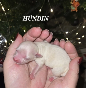 Chihuahua Welpen reinrassig LH 