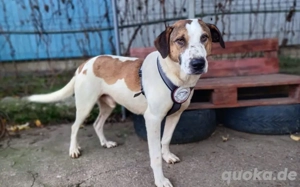 Tom sucht endlich ein glückliches Hundeleben!			