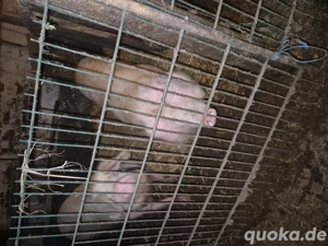 Schlachtschweine abzugeben