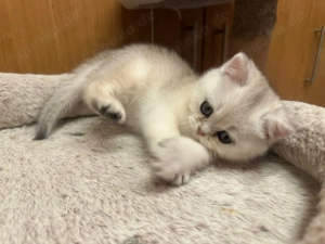 BKH Kitten Reinrassige Britisch Kurzhaar Katzenbabys Katzen 