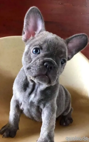 Französische bulldoggen Welpe abzugeben 