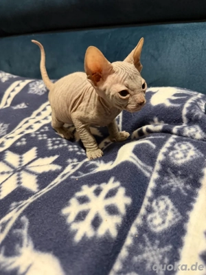 Don sphynx