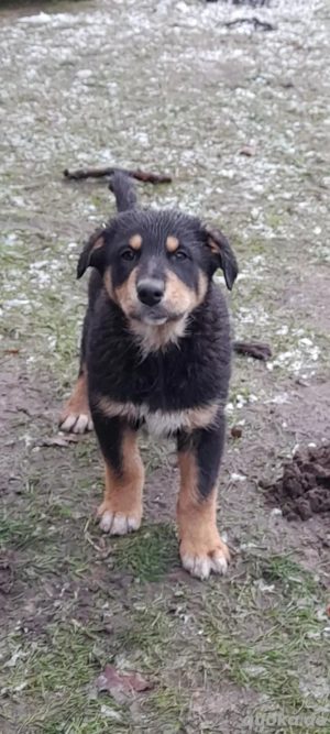 Senne-DSH-Aussie mix