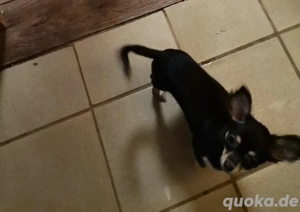 Prager rattler chihuahua Mix welpen 