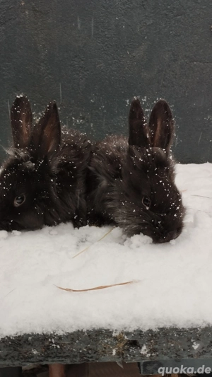 deutsche Riesen Löwen Kopf 