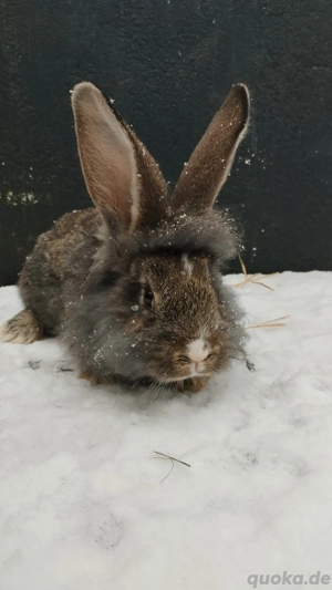 deutsche Riesen Löwen Kopf Kaninchen 