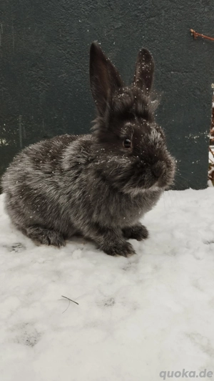 helle Großsilber Löwen Kopf riesen 