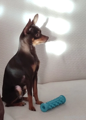 Deckrüde Russkiy Toy 