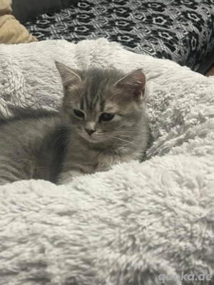 bkh kitten 12 wochen alt