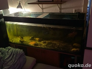 2 Wasserschildkröten mit Aquarium