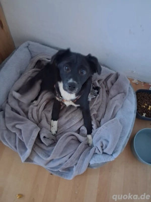 freundliche Zaubermaus Tayra