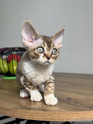 Devon Rex Kätzchen - weiblich