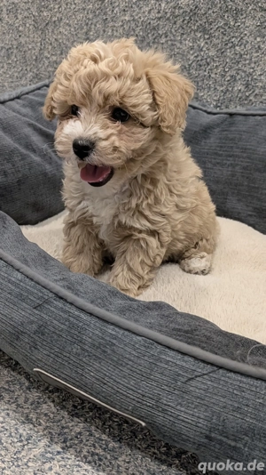 Süße Bichon Frise   Pudel Welpen, bereit zur Abgabe