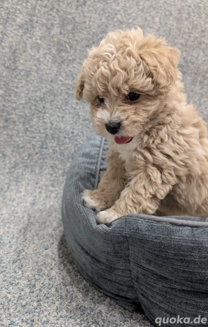 Süße Welpen sind bereit für ein neues Zuhause