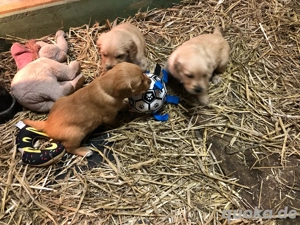 Golden Retriever Welpen
