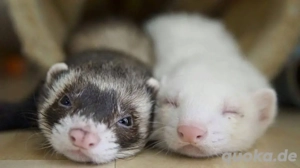 Suche 2 tolle Frettchen 